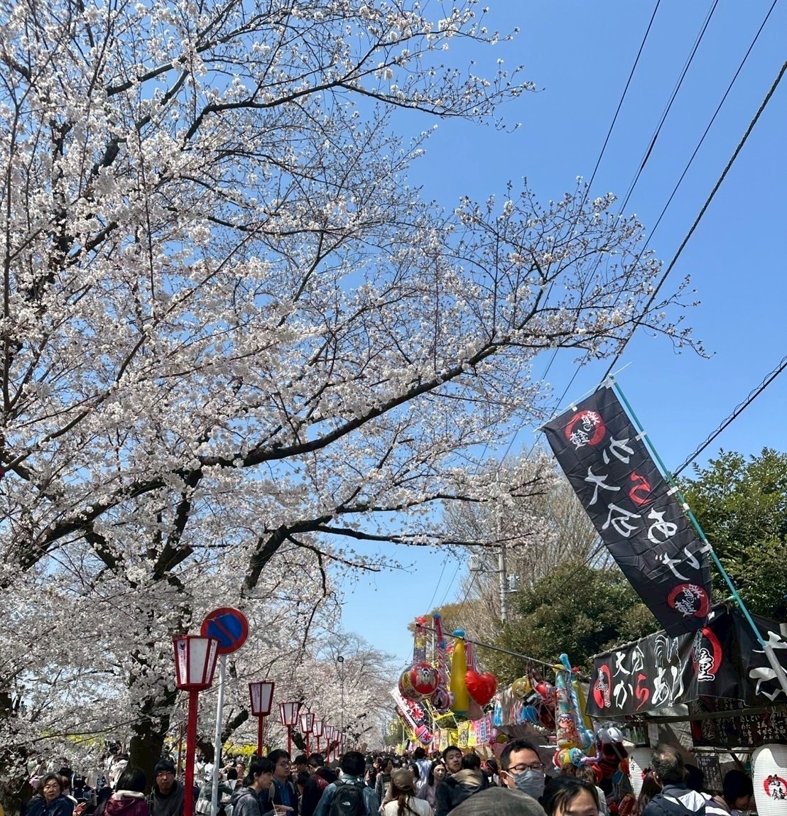 桜1.jpg