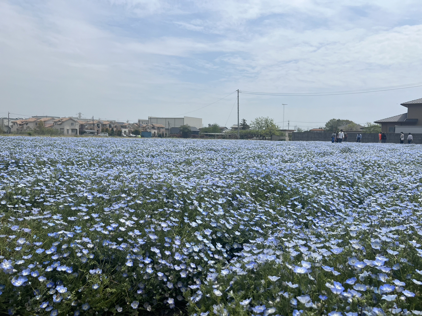 花1.jpg