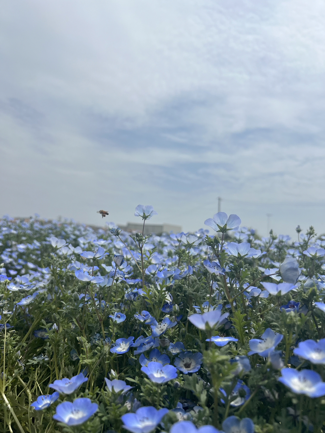 花2.jpg