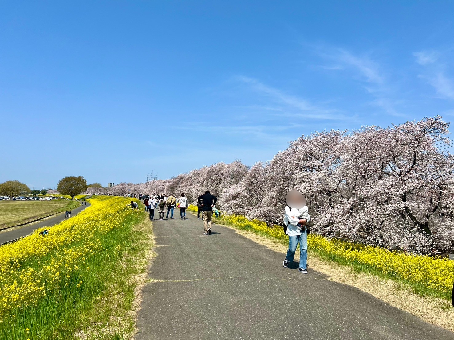 桜2.jpg