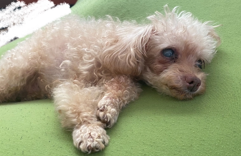 はじめまして、新入社員のリオです！ アイチャッチ