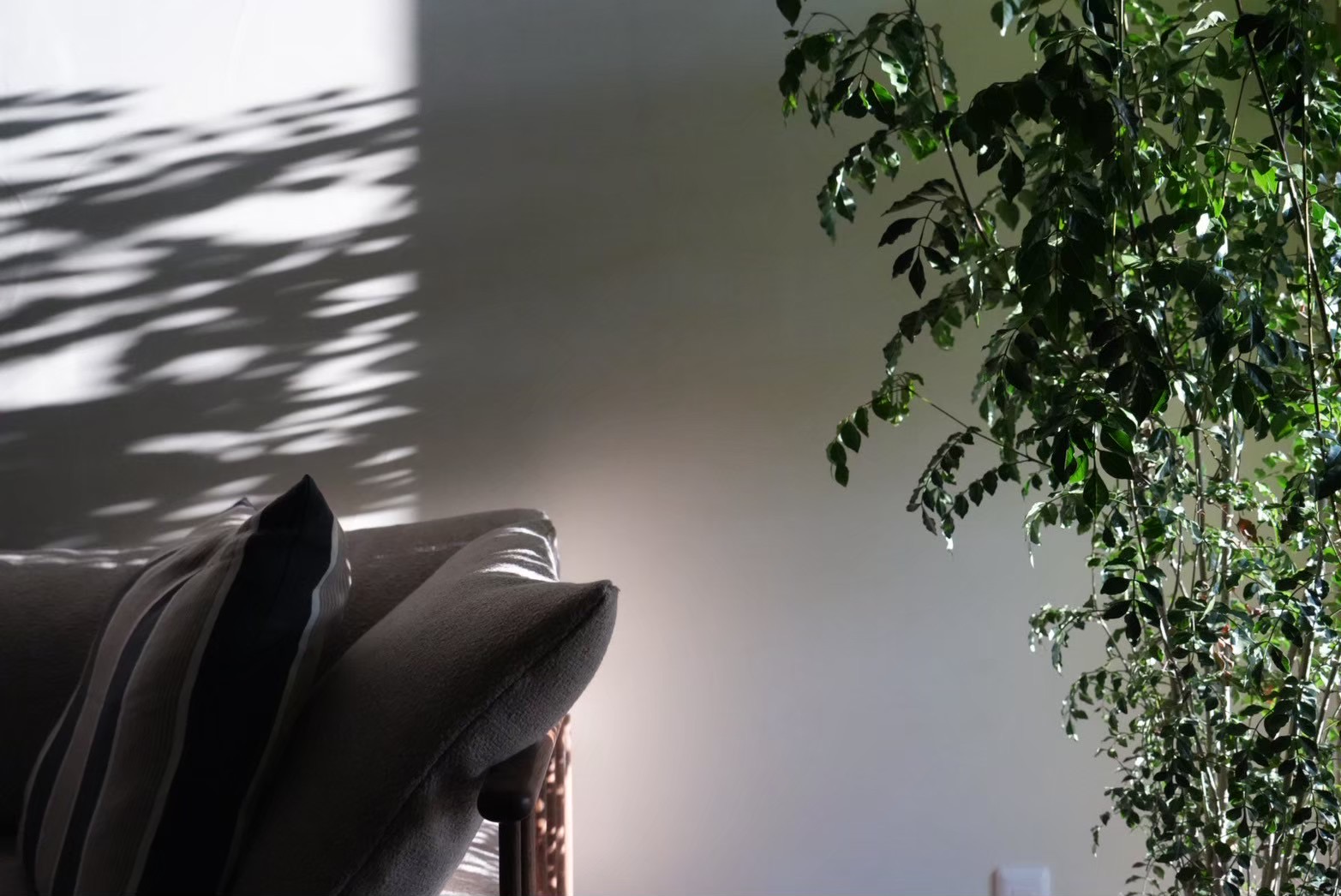 漆喰の質感が際立つやわらかな空間