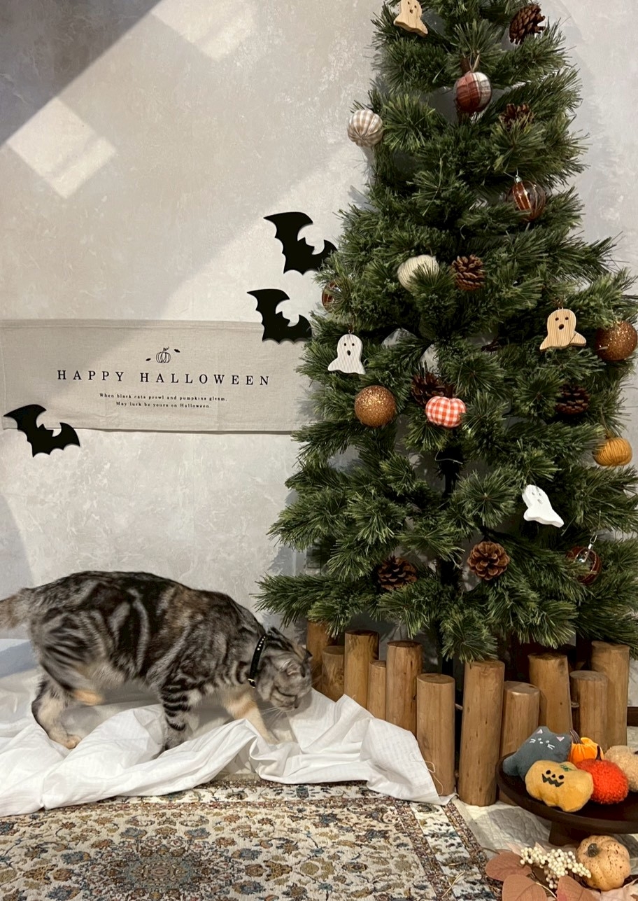 おうちで楽しむハロウィンインテリア アイチャッチ