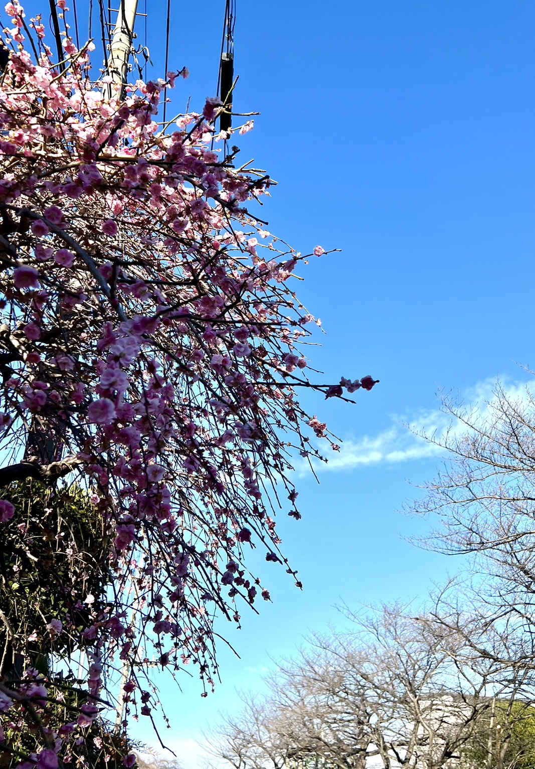 春マルシェチラシ配り完了 アイチャッチ