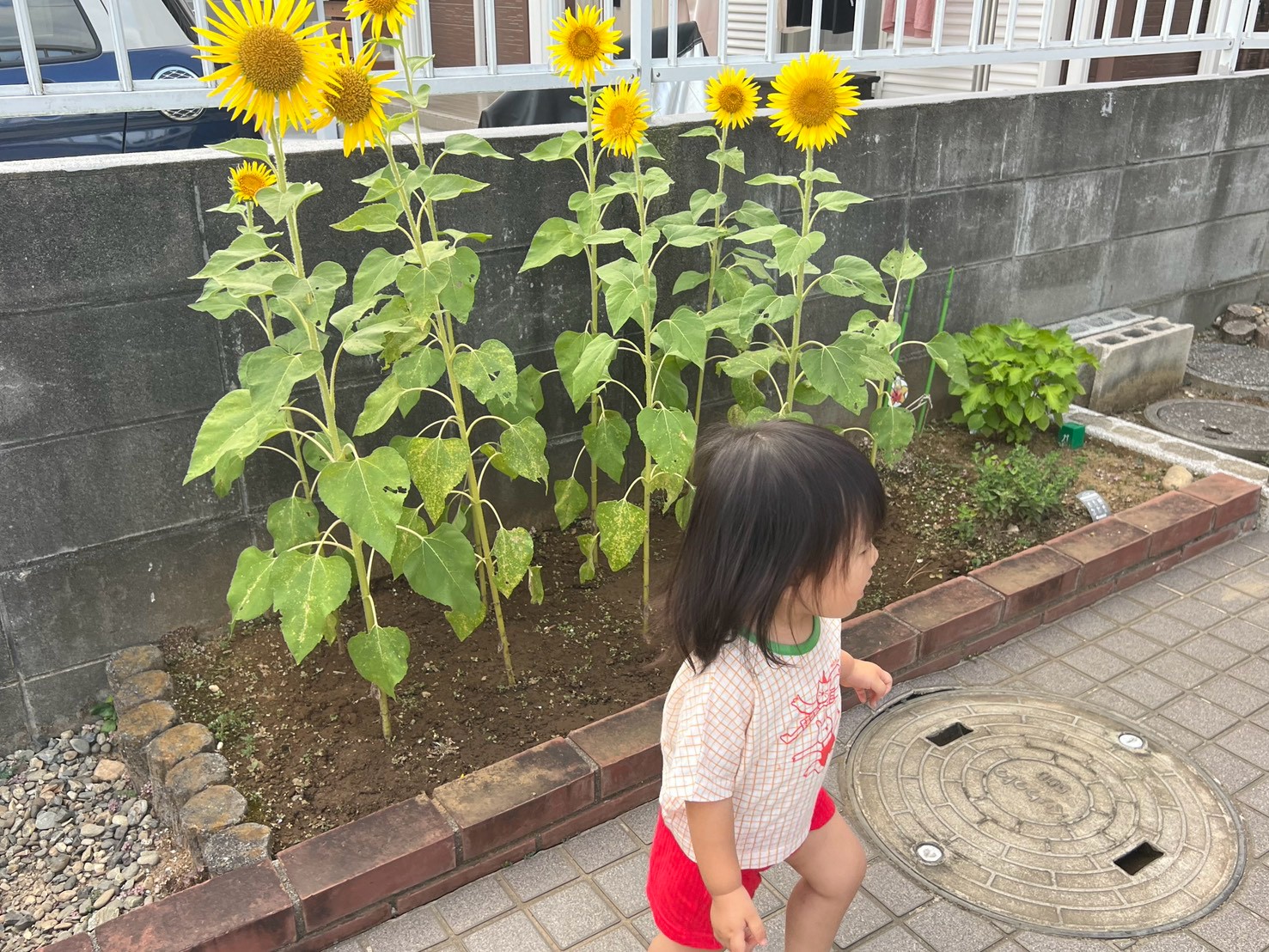 夏が始まった│みっちゃんの日常 アイチャッチ